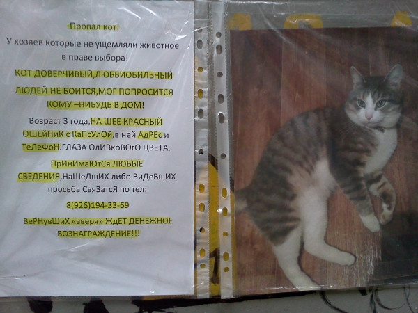 объявление о пропаже кота образец